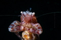 Lissoporcellana nakasone
Porcelain Crab with Egg


Canon 5DMkiv in Aquatica Digital A5DMkiv
2* Sea&SEa 250pro (manual)
100mmL with 37mm ext.tubes + SMC (no crop)
1/200 f16 iso200
