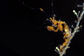 Skeleton shrimps with baby/Tulamben,Indonesia, Canon 5D MarkIII, 100mm Lens,NauticamSmc,Sea&Sea housing,Inon Z240*2, F29,1/200,ISO200