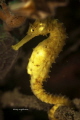 Tigertail seahorse Hippocampus Comes