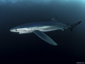 Blue shark off Cape Point, South Africa