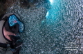 Silversides are reflected in a diver's mask as he watches a huge swirl of the tiny fish.