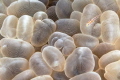 My bubble coral home My bubble coral home