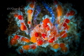 Funny Crab Flamingo Reef Bonaire Funny Crab Flamingo Reef Bonaire
