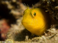 Yellow Blenny Yellow Blenny