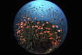 Fish Kaleidoscope/Lembeh strait Indonesia Canon 5D MarkIII 8 15mm fisheye lens Sea Sea housing Inon Z240 2 F16 1/160 ISO320 Fish Kaleidoscope/Lembeh strait Indonesia Canon 5D MarkIII 8 15mm fisheye lens Sea Sea housing Inon Z240 2 F16 1/160 ISO320