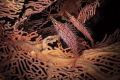 Longnose hawkfish couple Longnose hawkfish couple