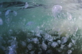 jellyfish soupe in the lagoon of S te in France jellyfish soupe in the lagoon of S te in France