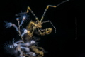 Caprella sp. with Hydroid Caprella sp. with Hydroid