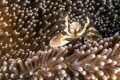 Gathering Food Porcelain Crab Gathering Food Porcelain Crab