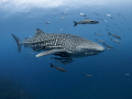 Entourage
Whale Shark Rhincodon typus
Sail Rock Thailand Entourage
Whale Shark Rhincodon typus
Sail Rock Thailand