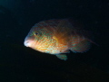 Corkwing Wrasse taken in Dunmanus Bay County Cork Ireland. Corkwing Wrasse taken in Dunmanus Bay County Cork Ireland.