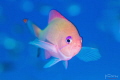 Stocky anthias Stocky anthias
