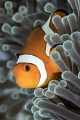 Clownfish Tulamben Bali Clownfish Tulamben Bali