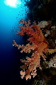 Reef Scenic Red Sea Egypt Reef Scenic Red Sea Egypt