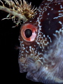Parablennius gattorugine
PROFILE Parablennius gattorugine
PROFILE