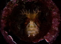 Genie In A Bottle A Mosshead Warbonet sits inside a discarded bottle displaying his famous hair do Genie In A Bottle A Mosshead Warbonet sits inside a discarded bottle displaying his famous hair do