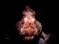 LEFT HANDED
Frogfish LEFT HANDED
Frogfish