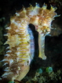 Illuster Illuster