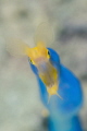 Same ribbon eel backlit one from last month same dive different approach Same ribbon eel backlit one from last month same dive different approach