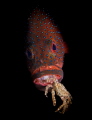 Groupers Suck Groupers Suck