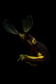 Unveiled A juvenile ribbon eel searches for prey Unveiled A juvenile ribbon eel searches for prey