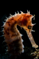 Thorny seahorse with backlit. Thorny seahorse with backlit.