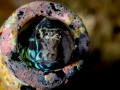 Blenny in a bottle Blenny in a bottle