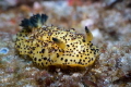 A wonderful nudibranch A wonderful nudibranch