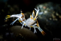 Juvenile spiny tiger shrimp Juvenile spiny tiger shrimp