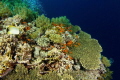A view of Daedalus Reef in the Rd Sea Egypt A view of Daedalus Reef in the Rd Sea Egypt