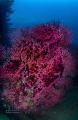 50 shades of RED .........
Red gorgonia 50 shades of RED .........
Red gorgonia