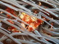 Crab (Inachus sp) in Snakelocks anemone (Anemonia viridis)