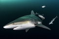 'Flyby' - A blacktip shark passes by with a group of remoras trailing along at Aliwal Shoals, South Africa