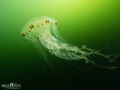 A compass jellyfish (Chrysaora hysoscella), common to the North Sea estuary 