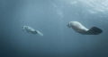 A couple of Manatees swimming peacefully in waters adiacent to Xcalak_Mexico