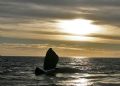 Northern Right Whale , Patagonia / Puerto Pirámides - Sunset with Whale , nearly 20 Minutes we had the Chance to make good pictures.