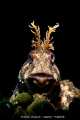 Common Blenny,  I've got to take several shots (with holding my breath) while getting closer and trying to take a shot from straight front to get the guy in this portrait position. Nikon D610 ,60mm Nikkor,Nauticam housing, Inon Z240 strobes and Retra