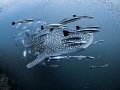 Bigmouth Strikes Again
Whale Shark Rhincodon typus
Sail Rock Thailand Bigmouth Strikes Again
Whale Shark Rhincodon typus
Sail Rock Thailand