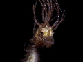 Hippocampus guttulatus
Long Hairy Speckled Seahorse Hippocampus guttulatus
Long Hairy Speckled Seahorse