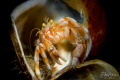 I think my house is too big... Common marine hermit crab Pagurus bernhardus Zeeland The Netherlands. I think my house is too big... Common marine hermit crab Pagurus bernhardus Zeeland The Netherlands.