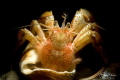 I m quite sure my house is too small... Common marine hermit crab Pagurus bernhardus Zeeland The Netherlands. I m quite sure my house is too small... Common marine hermit crab Pagurus bernhardus Zeeland The Netherlands.