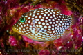 Hawaiian White Spotted Toby Hawaiian White Spotted Toby