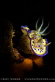 Marilyn Monroe Nudibranch
Chromodoris kuniei Anilao Philippines Marilyn Monroe Nudibranch
Chromodoris kuniei Anilao Philippines