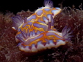 Chromodoris britoi
Juvenile trio Chromodoris britoi
Juvenile trio