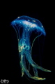 Beauty Of Jellyfish