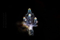 Eubranchus sp Eubranchus sp
