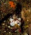 i found this guy diving at one of my favorite sites!Harlequin Shrimp feeding on a red starfish!