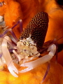 Gnathophyllum elegans Gnathophyllum elegans