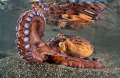 Tentacle Tentacle