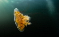 A Lions Mane Jelly off the coast of New England A Lions Mane Jelly off the coast of New England